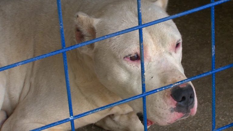 Tetovë, përurohet Qendra për grumbullimin e qenve endacak (video)