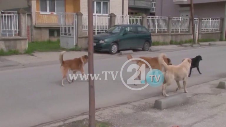 Qentë endacak tmerrojnë tetovarët, së paku një qytetar kafshohet në çdo javë