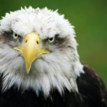 file-20210804-17-1qovgvx